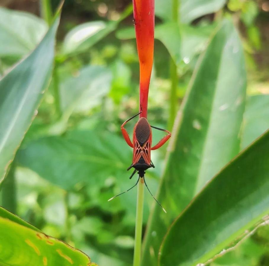 Palmayacu - Refugio Amazonico Leticia Exteriör bild