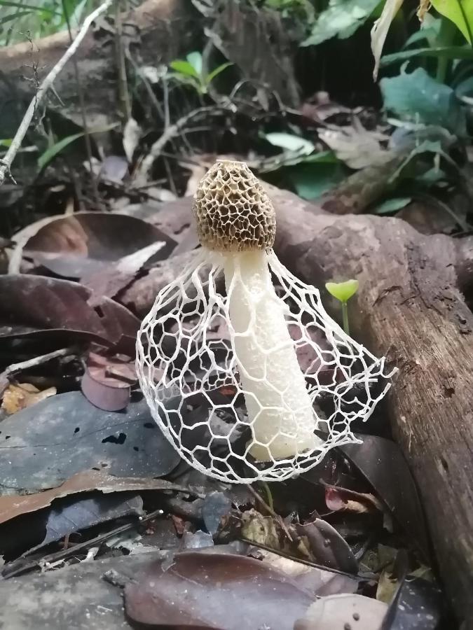 Palmayacu - Refugio Amazonico Leticia Exteriör bild
