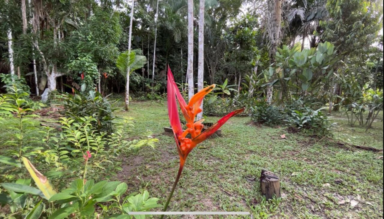 Palmayacu - Refugio Amazonico Leticia Exteriör bild