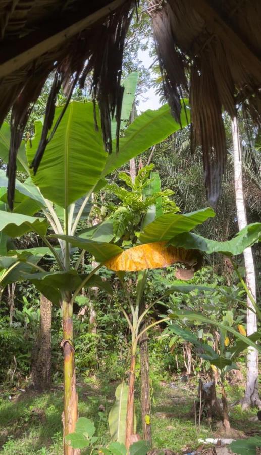 Palmayacu - Refugio Amazonico Leticia Exteriör bild
