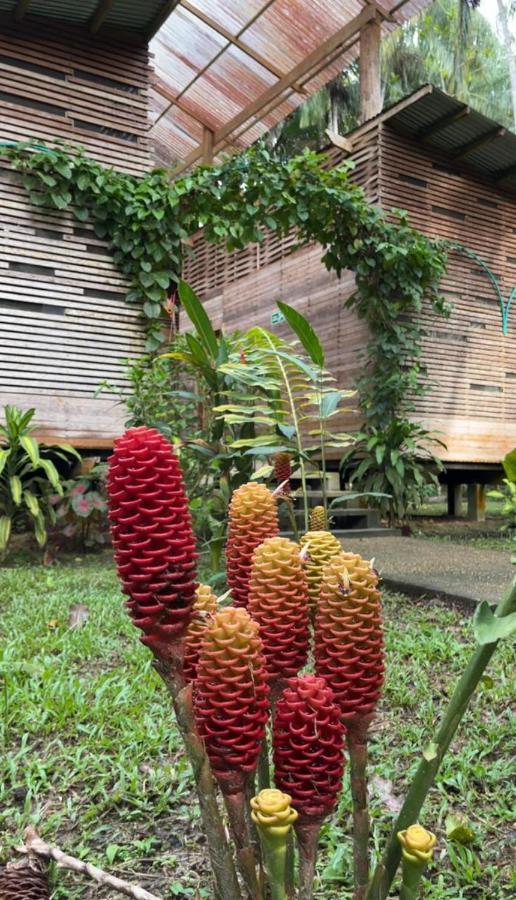 Palmayacu - Refugio Amazonico Leticia Exteriör bild