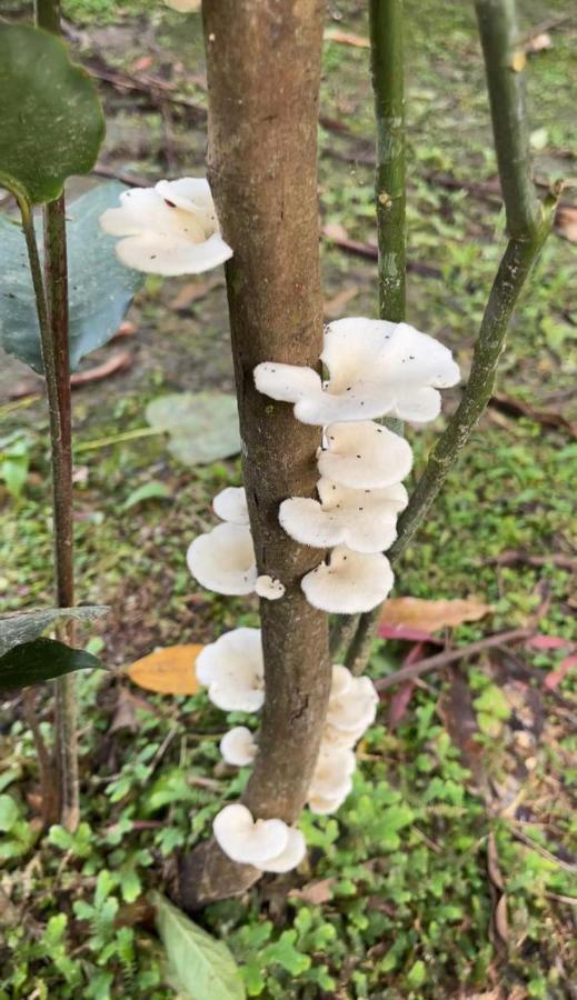 Palmayacu - Refugio Amazonico Leticia Exteriör bild